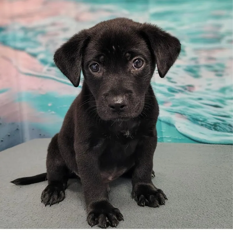 A baby large-sized male Black Labrador Retriever dog named Jett for adoption in Griswold, CT