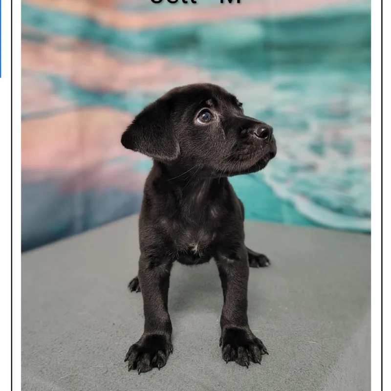 Jett thumbnail 3