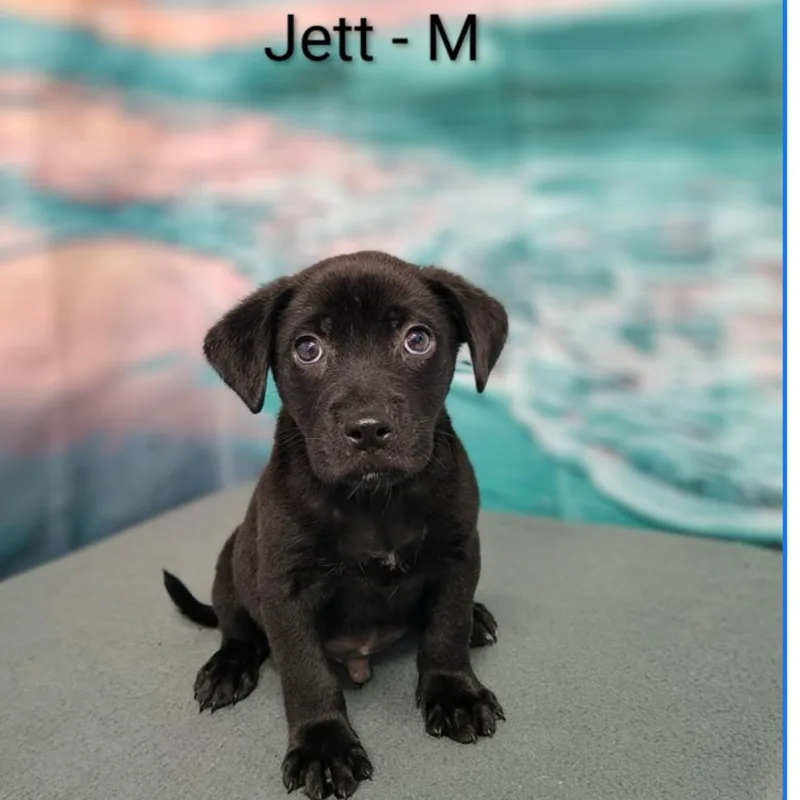 Jett thumbnail 4