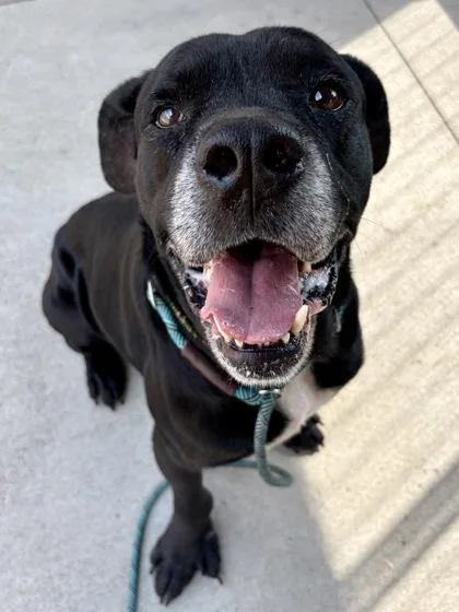 An adult extra large-sized male Mixed Breed dog named Midnight for adoption in Cincinnati, OH