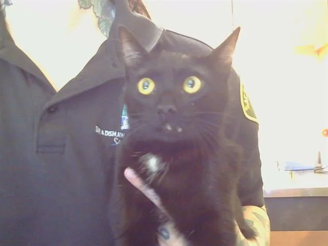 A young medium-sized female Domestic Short Hair cat named Binx for adoption in Sacramento, CA