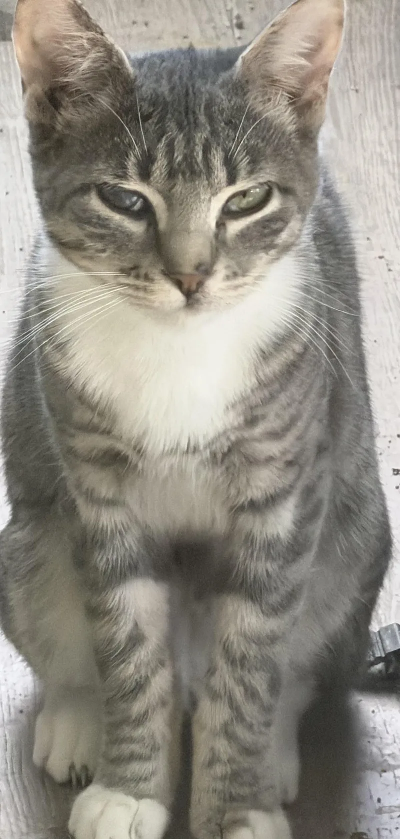 A baby medium-sized female Tabby (Gray / Blue / Silver) Domestic Short Hair cat named Snap for adoption in Kirklin, IN