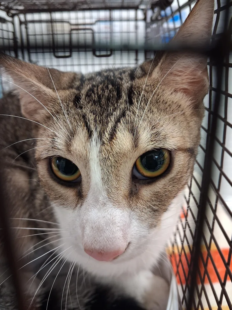 A young medium-sized male Domestic Short Hair cat named Sprocket for adoption in Los Angeles, CA