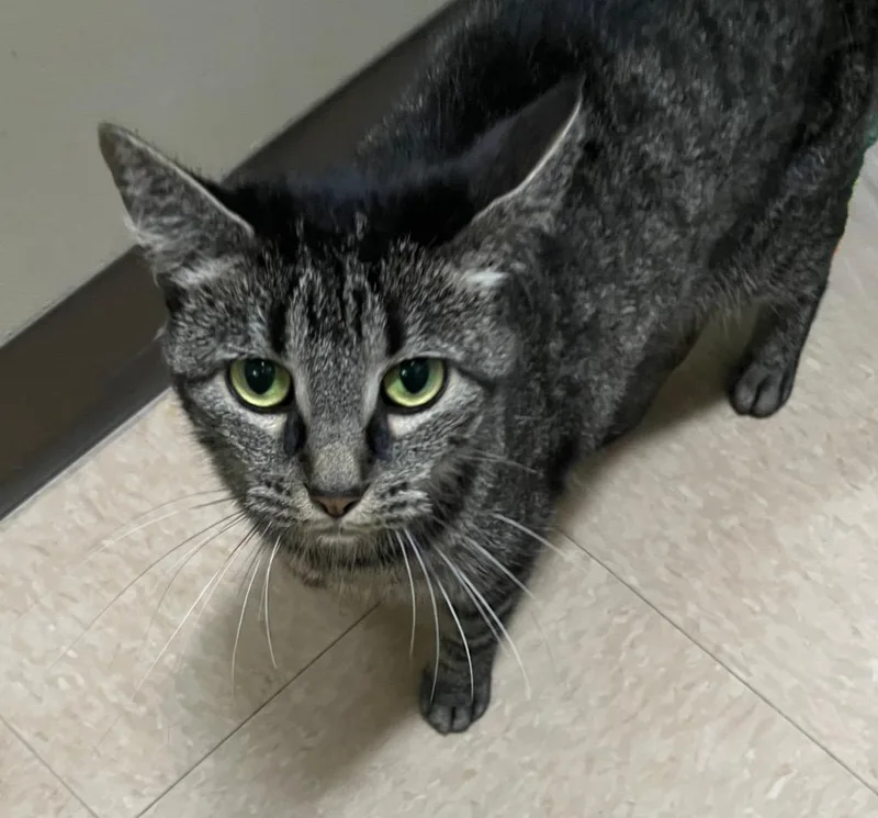 An adult small-sized female Domestic Medium Hair cat named Aries for adoption in Little Rock, AR