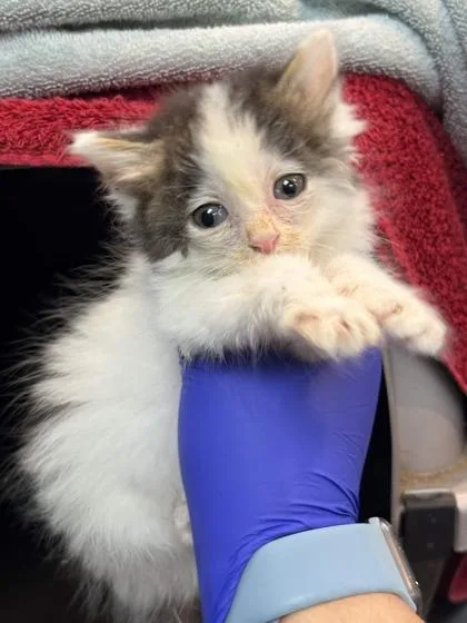 A baby small-sized male Domestic Short Hair cat named Matcha for adoption in Memphis, TN