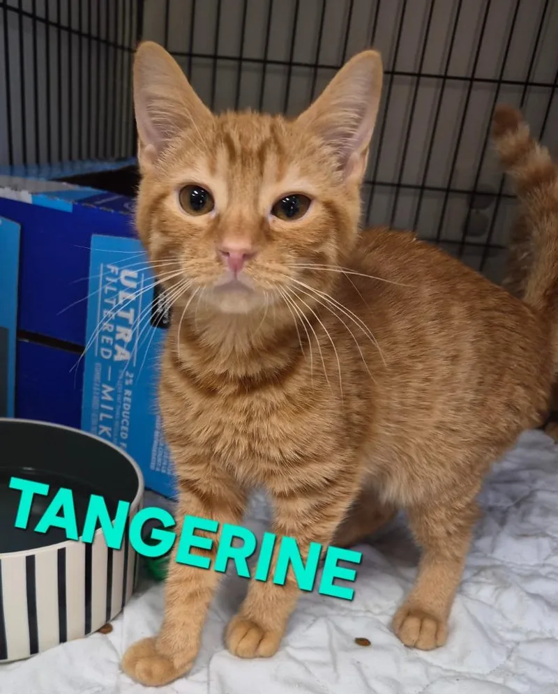A baby medium-sized male Domestic Short Hair cat named Tangerine for adoption in Rome, GA