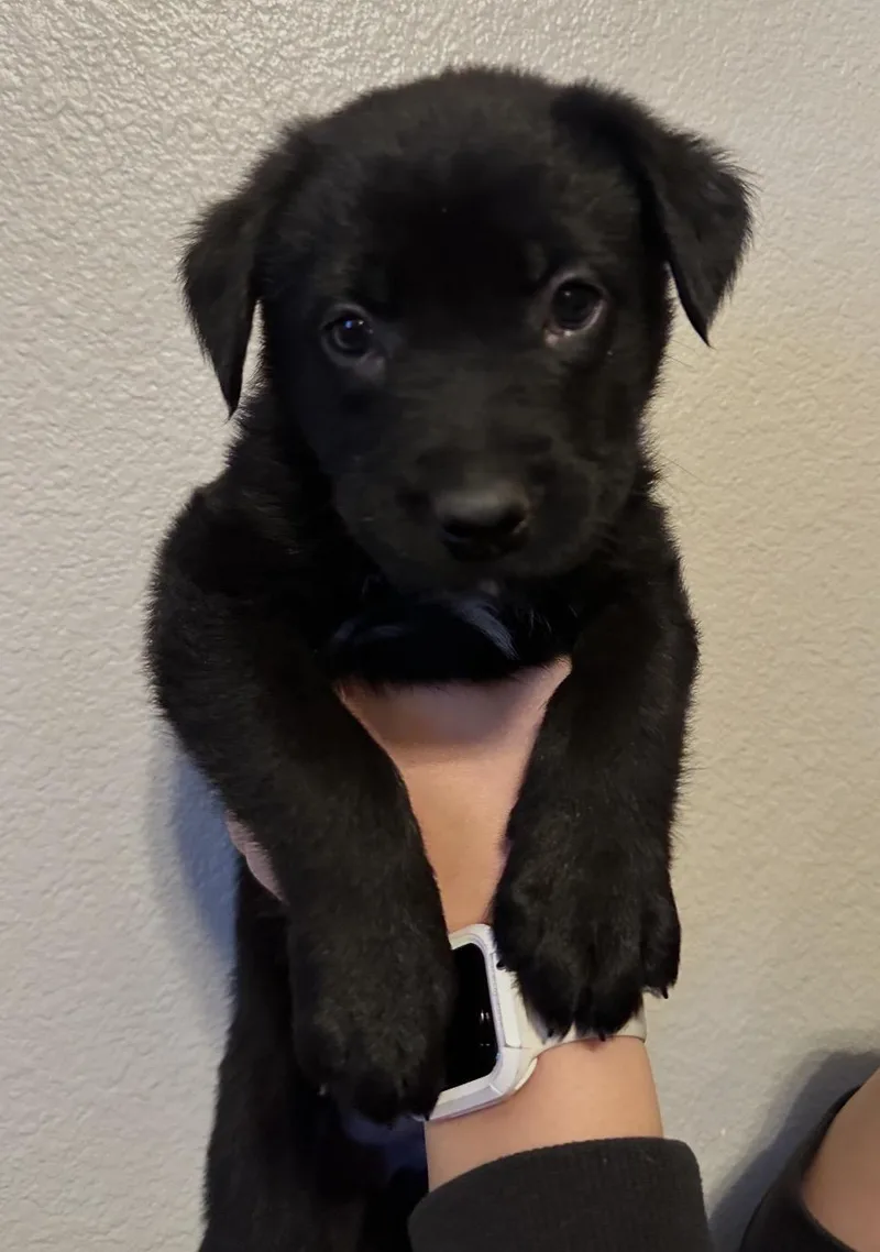 A baby medium-sized male Labrador Retriever dog named Johnny cash for adoption in Lincoln, CA