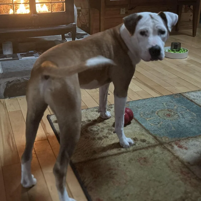 Beignet "benny" Is In thumbnail 2