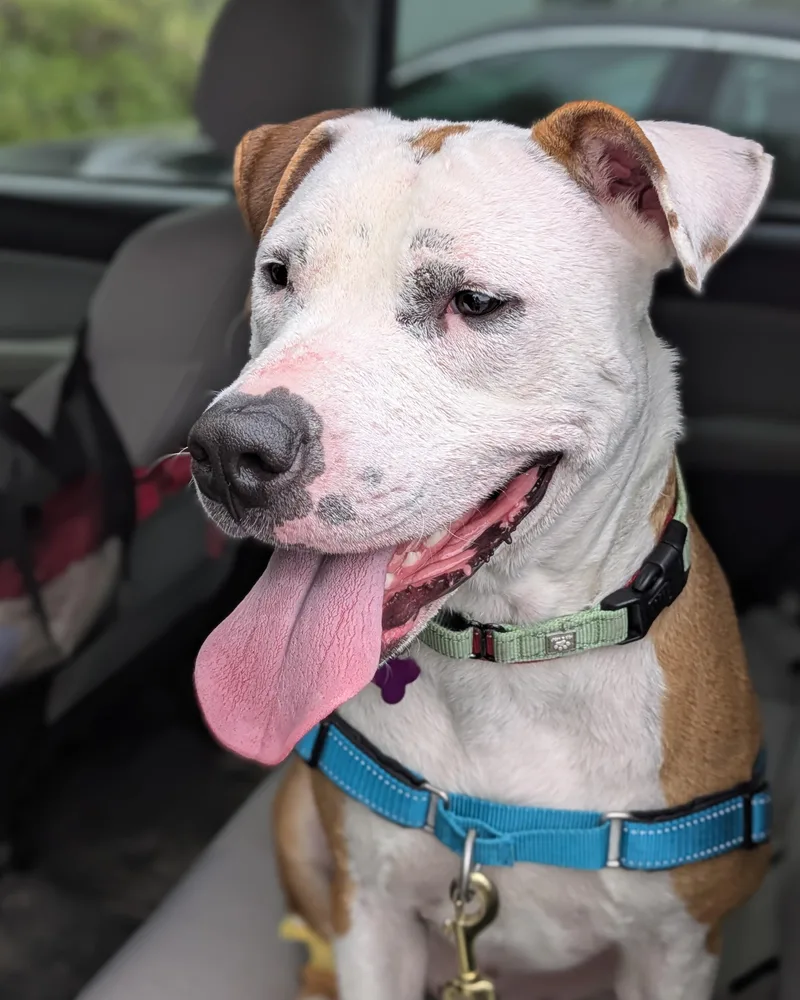 Beignet "benny" Is In thumbnail 3