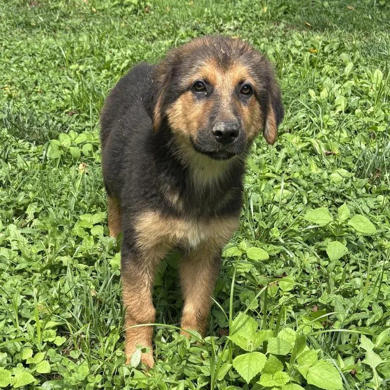 A baby small-sized male Brown / Chocolate Shepherd dog named Shasta for adoption in Springboro, OH