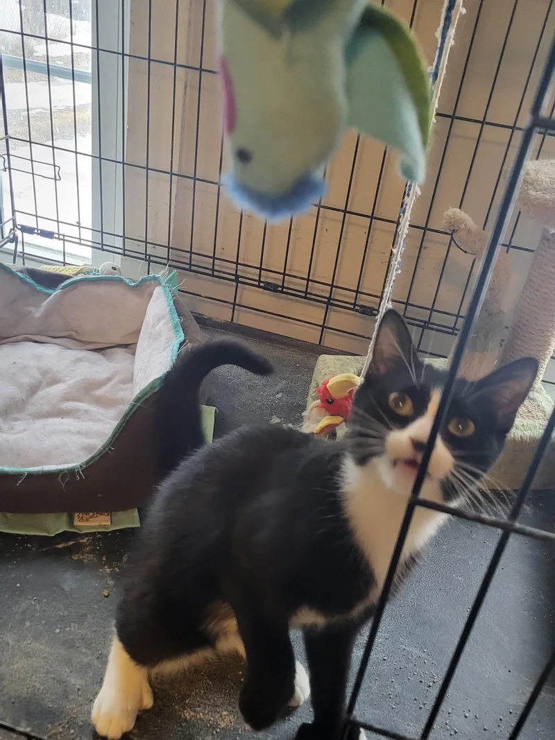 Hurricane Irene thumbnail 4