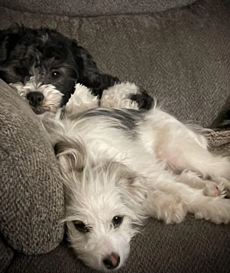 Edison & Piper thumbnail 5