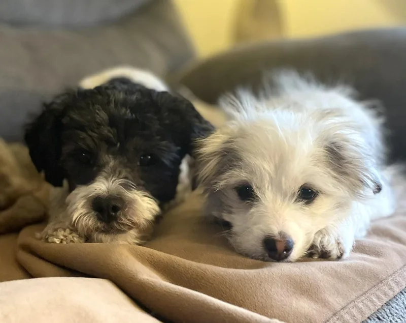 Edison & Piper thumbnail 6