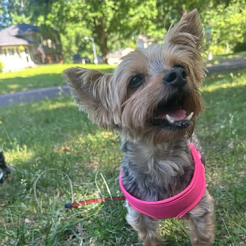 A senior small-sized female Gray / Blue / Silver Yorkshire Terrier dog named Minnie for adoption in Shawnee, KS