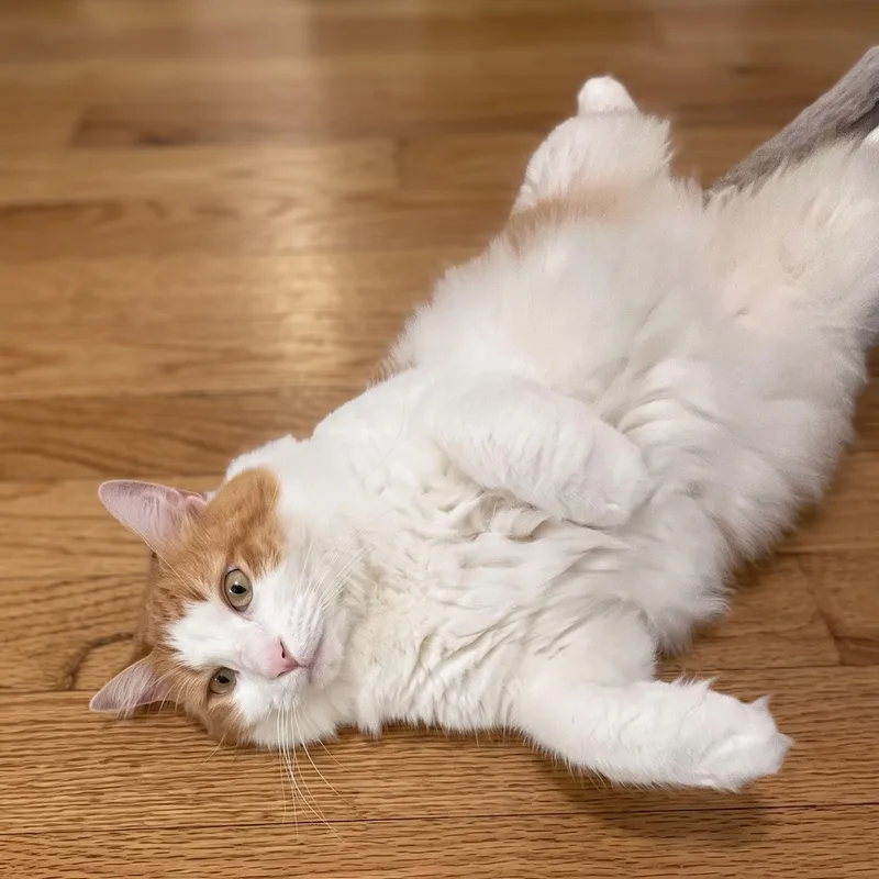 A young large-sized male Orange & White Domestic Long Hair cat named Zeus for adoption in Allen, TX