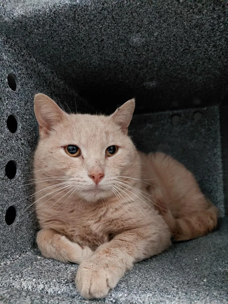 A young medium-sized male Domestic Short Hair cat named V for adoption in Henderson, NC