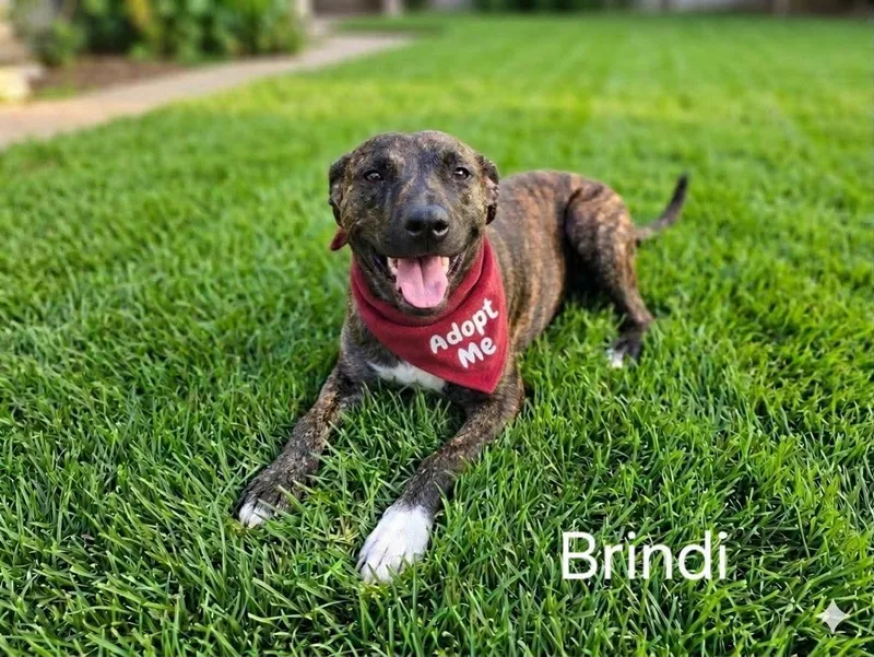A young large-sized female Plott Hound dog named Bindi for adoption in Buffalo, MN