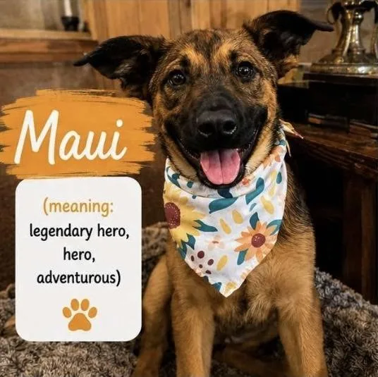 Maui
