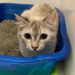 Brigadoon thumbnail 2