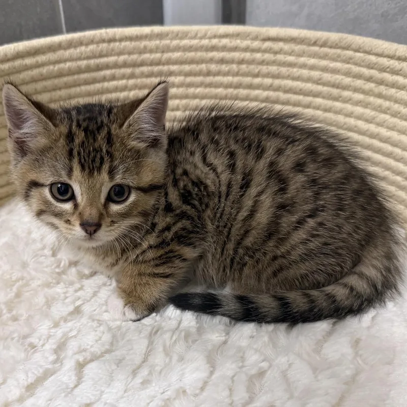 A baby small-sized male Brown / Chocolate Domestic Short Hair cat named Beau for adoption in Flower Mound, TX