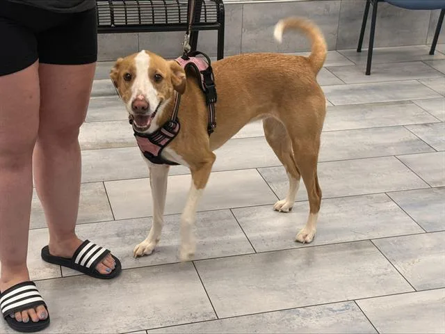 Coco