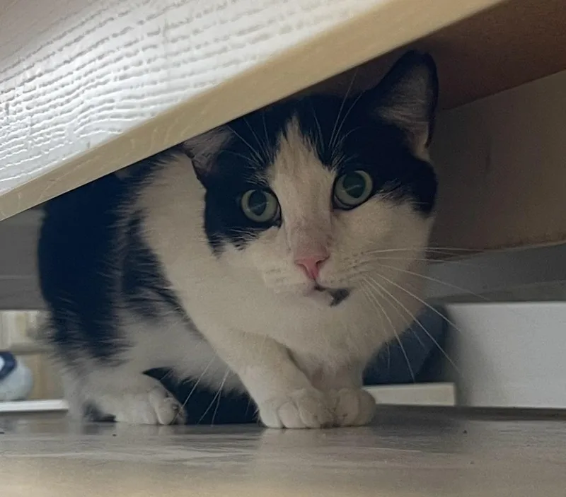 Tiny Tina thumbnail 2