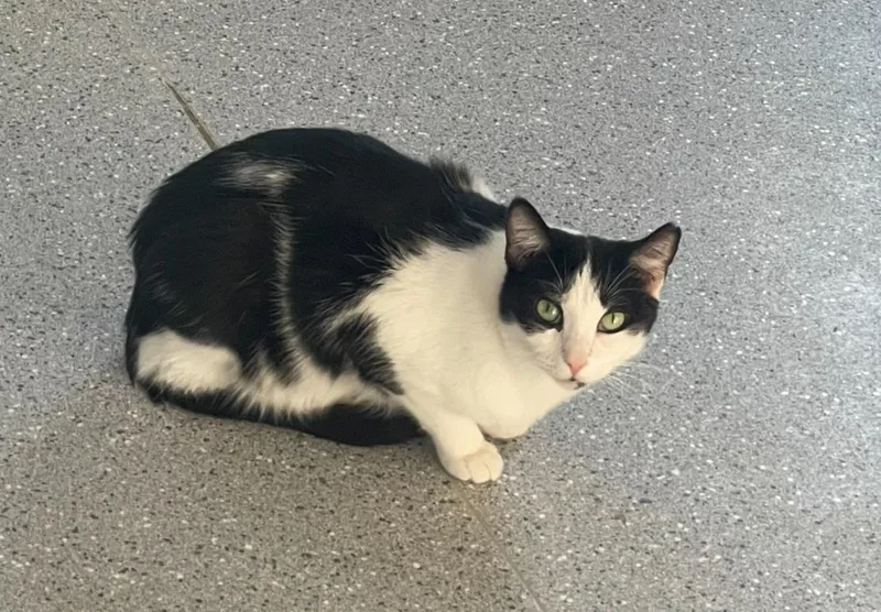 Tiny Tina thumbnail 4