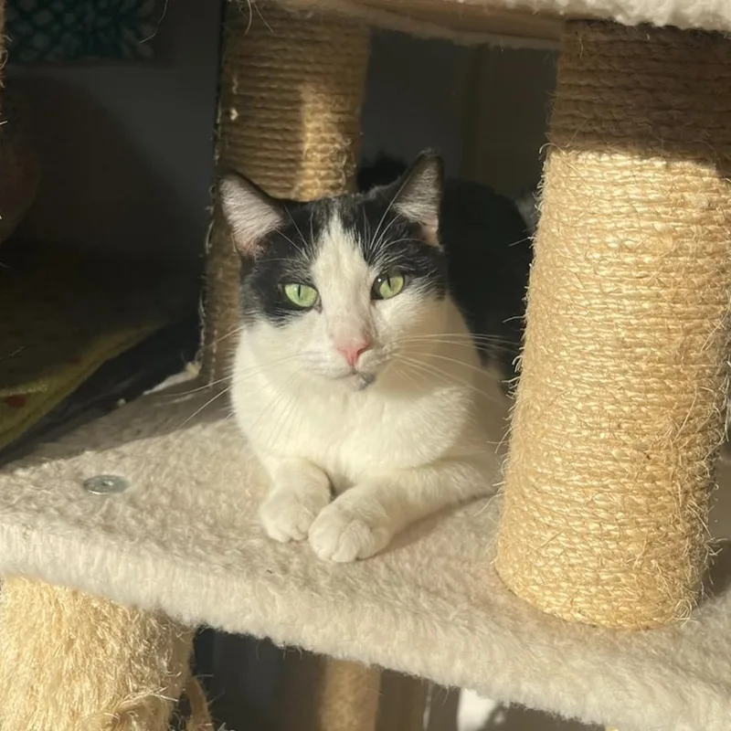 Tiny Tina thumbnail 5