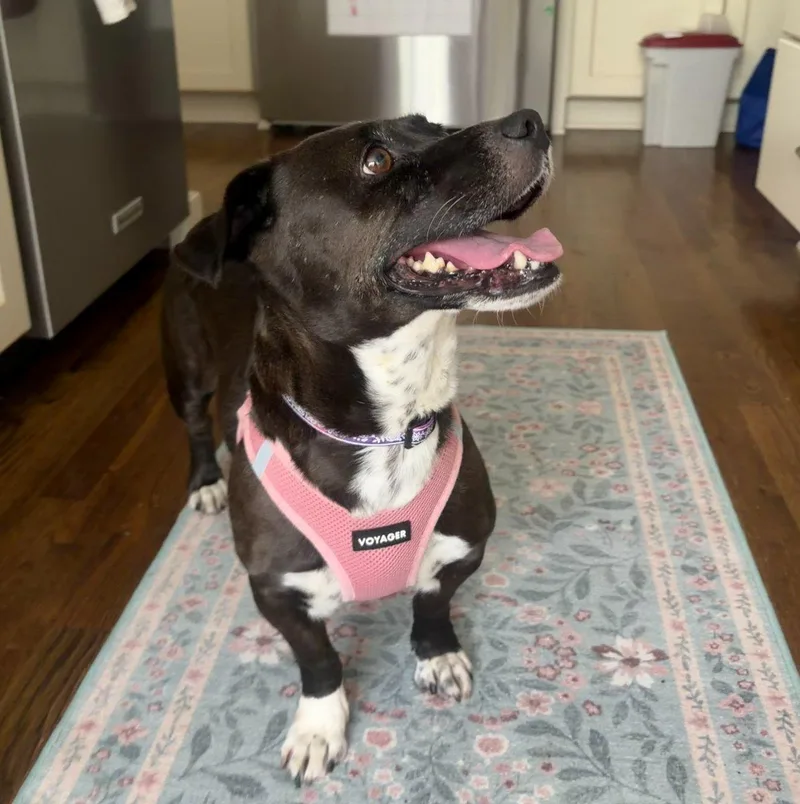 A young small-sized female Black Mixed Breed dog named Layla for adoption in Raleigh, NC