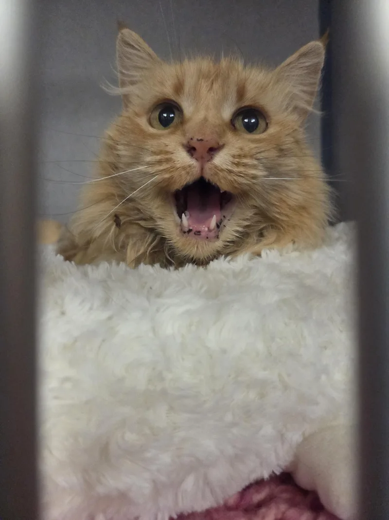 Purrnadette