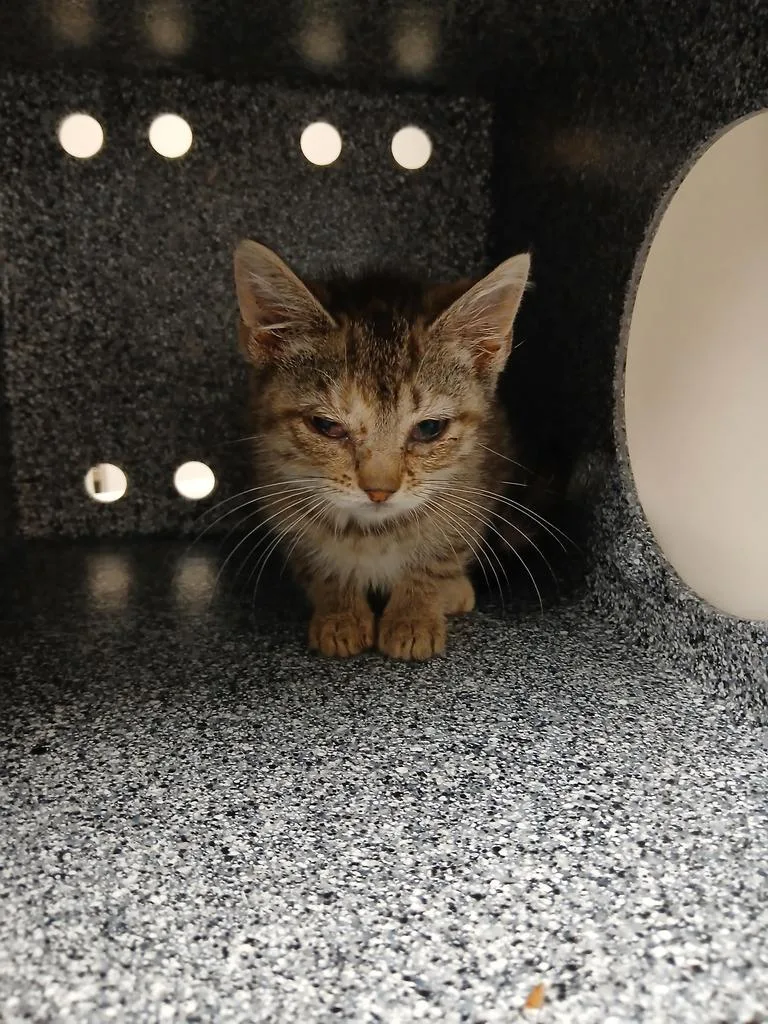 A baby small-sized female Domestic Short Hair cat named Tallulah for adoption in Greenfield, IN