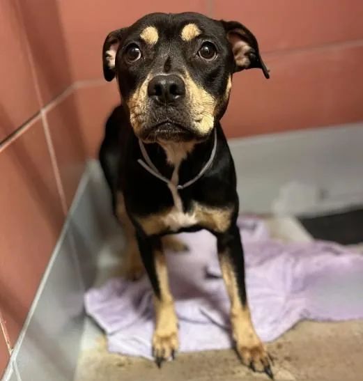An adult medium-sized female Staffordshire Bull Terrier dog named Petals for adoption in Houston, TX
