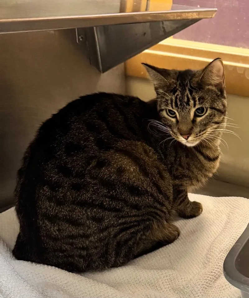 A young large-sized female Domestic Short Hair cat named Sweetie for adoption in Little Rock, AR