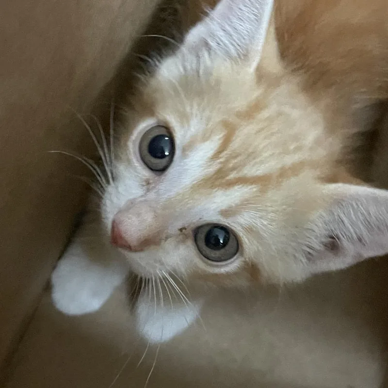 A baby small-sized female Orange / Red Domestic Short Hair cat named Sunny for adoption in Edinburg, TX