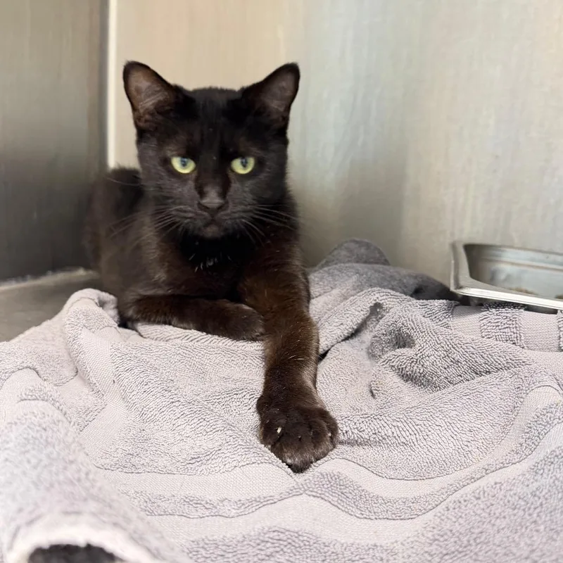 A young medium-sized female Black Domestic Short Hair cat named Robin for adoption in Englewood, FL