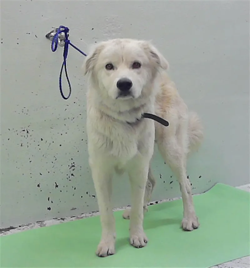 A young large-sized male Labrador Retriever dog named Stanley for adoption in Houston, TX