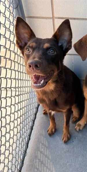 An adult medium-sized male Doberman Pinscher dog named Brownie for adoption in Corpus Christi, TX