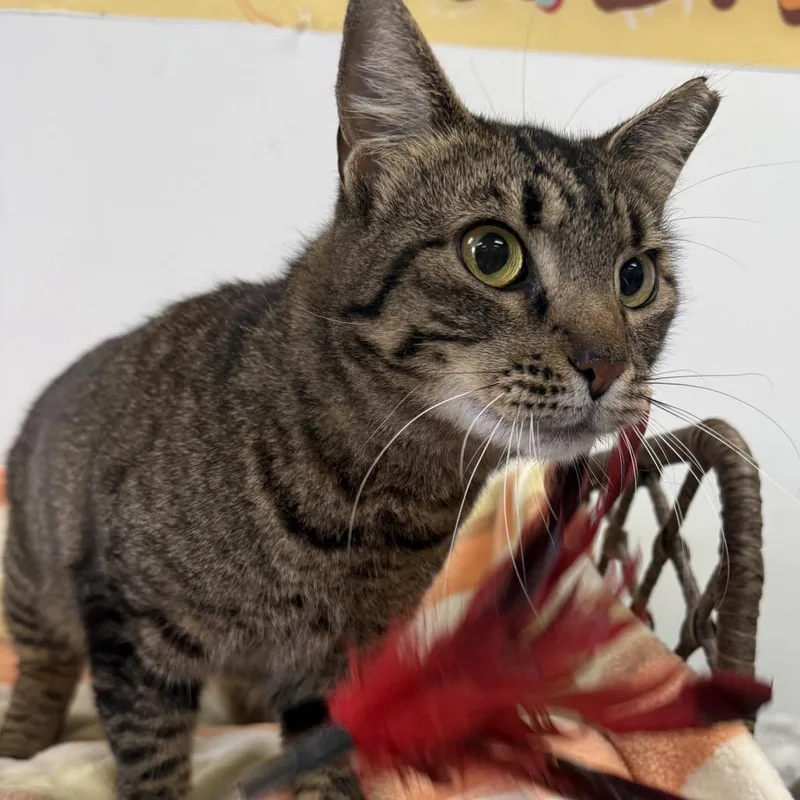 An adult medium-sized female Brown / Chocolate Domestic Short Hair cat named Monica for adoption in Houston, TX