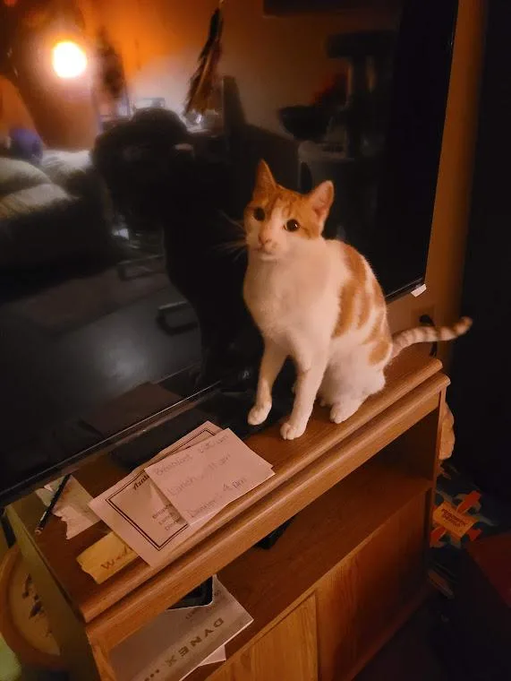 An adult medium-sized female Orange & White Domestic Short Hair cat named Baby Girl for adoption in Germantown, TN