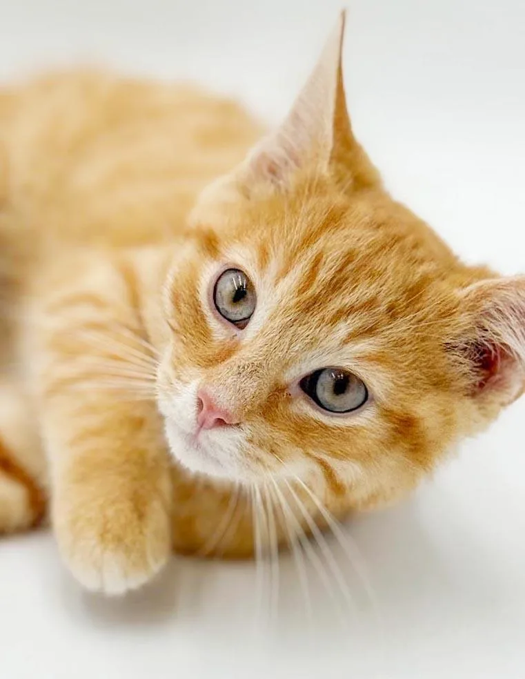 A baby small-sized male Tabby (Orange / Red) Tabby cat named Axel is our rockin' for adoption in Bedford Hills, NY