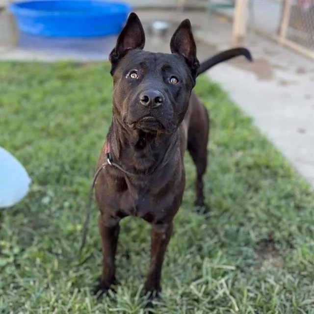 An adult large-sized male Pit Bull Terrier dog named Bonzai for adoption in Modesto, CA