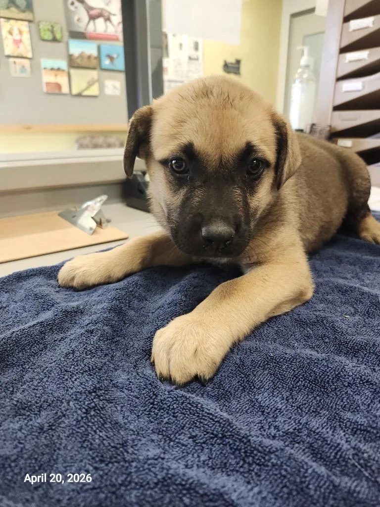 A baby large-sized female Mixed Breed dog named Daedalus for adoption in Sapulpa, OK