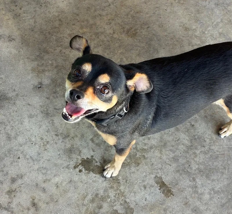 A young small-sized male Black Chihuahua dog named Jack for adoption in Hamden, CT