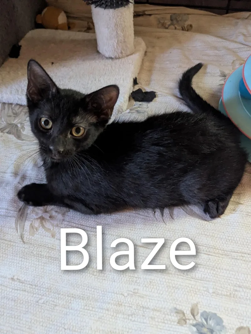 A baby medium-sized male Black Domestic Short Hair cat named Blaze for adoption in Sonora, CA