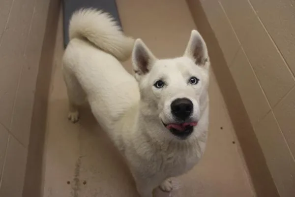 An adult large-sized male Siberian Husky dog named Pen C Mera for adoption in Lawrenceville, GA
