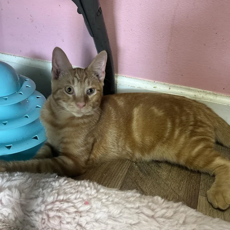 A young small-sized male Orange / Red Domestic Short Hair cat named Sammy Jr for adoption in Philadelphia, PA