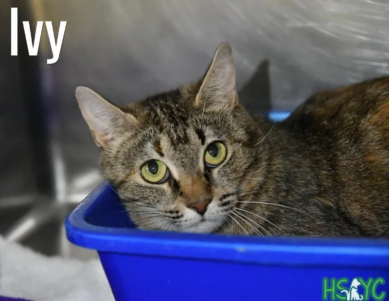 A young medium-sized female Domestic Short Hair cat named Ivy for adoption in Fort Mill, SC