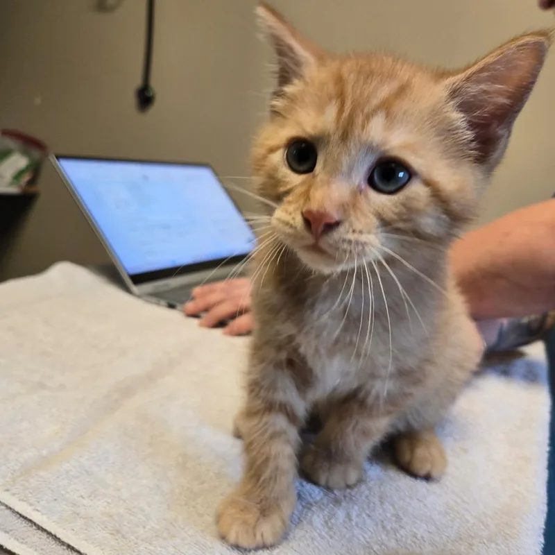 A baby small-sized male Orange / Red Domestic Short Hair cat named Ron for adoption in Wilmington, DE
