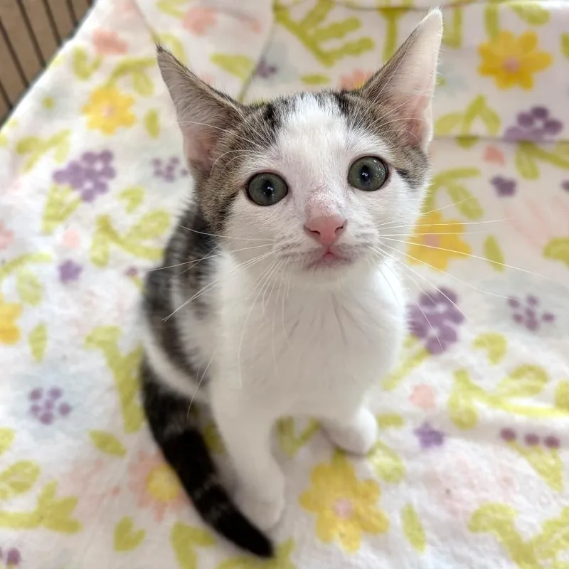 A baby small-sized female Brown / Chocolate Domestic Short Hair cat named Zoey for adoption in Deerfield, IL