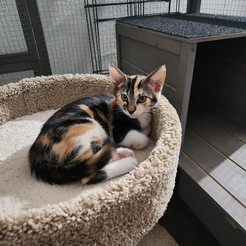 A baby medium-sized female Calico Domestic Short Hair cat named Persimmon for adoption in Orange, CA
